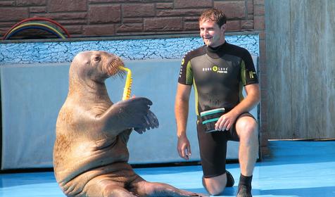 Сочинский дельфинарий Акватория, г. Сочи, Адлерский район, Адлер