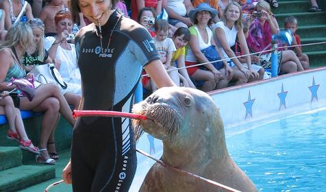 Сочинский дельфинарий Акватория, г. Сочи, Адлерский район, Адлер