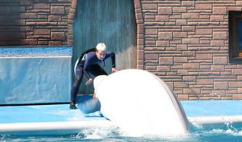 Сочинский дельфинарий Акватория, г. Сочи, Адлерский район, Адлер