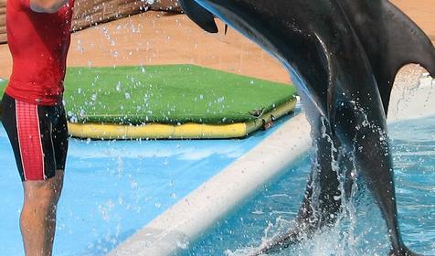 Сочинский дельфинарий Акватория, г. Сочи, Адлерский район, Адлер