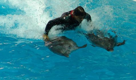 Сочинский дельфинарий Акватория, г. Сочи, Адлерский район, Адлер