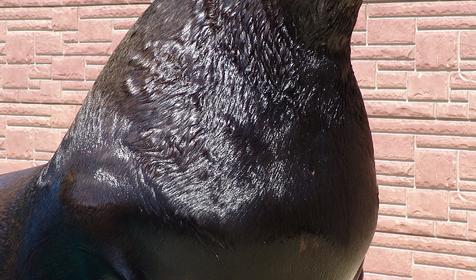 Сочинский дельфинарий Акватория, г. Сочи, Адлерский район, Адлер