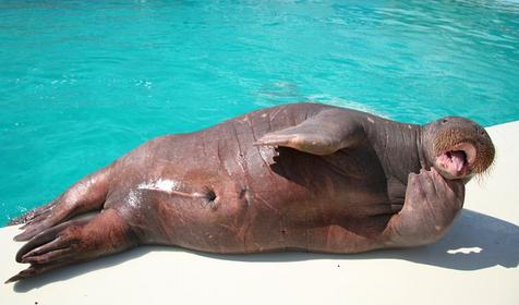 Сочинский дельфинарий Акватория, г. Сочи, Адлерский район, Адлер