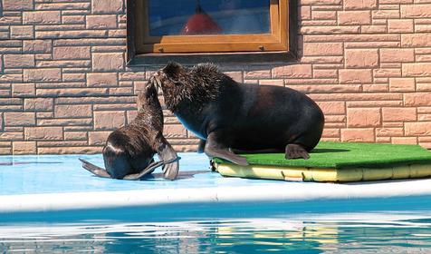 Сочинский дельфинарий Акватория, г. Сочи, Адлерский район, Адлер