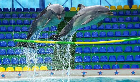 Сочинский дельфинарий Акватория, г. Сочи, Адлерский район, Адлер