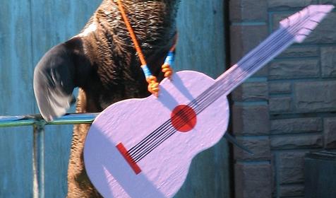 Сочинский дельфинарий Акватория, г. Сочи, Адлерский район, Адлер