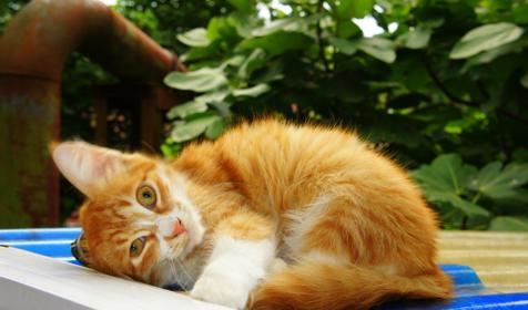 Любимый питомец. Гостевой дом Андрей, п. Хоста