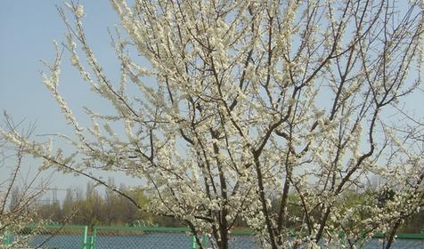 Санаторий Янтарь, г. Анапа