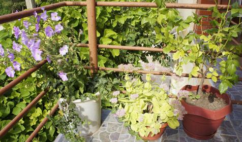 Гостевой дом Людмила, г. Геленджик, п. Архипо-Осиповка