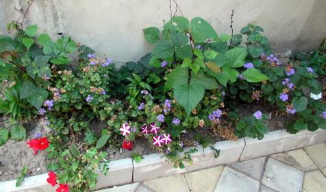 Гостевой дом Август, г. Анапа