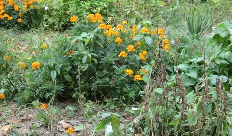 по ул. Черноморская 23а, п. Ольгинка