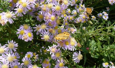 База отдыха Приморье, ст. Голубицкая