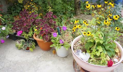 Территория. Гостевой дом Людмила, г. Анапа, п. Витязево