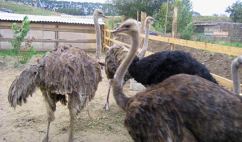 Музей Казачье подворье, ст-ца Курчанская