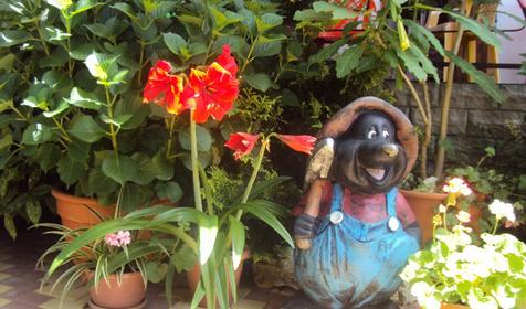 Гостиница Эвкалипт, Сочи, Лазаревский район, п. Лоо