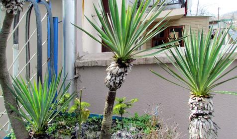 Гостевой дом Арабо, г. Сочи, п. Вардане