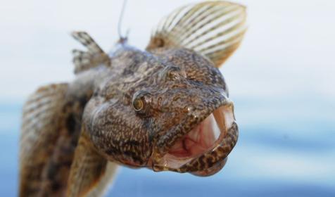 Рыбалка. Аренда парусной яхты Sycios, г. Геленджик.