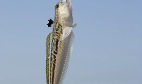 Рыбалка. Аренда парусной яхты Sycios, г. Геленджик.