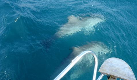 Аренда парусной яхты Sycios, г. Геленджик.