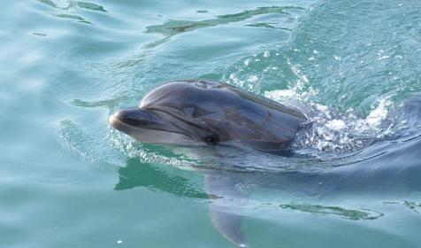 Аренда парусной яхты Sycios, г. Геленджик.