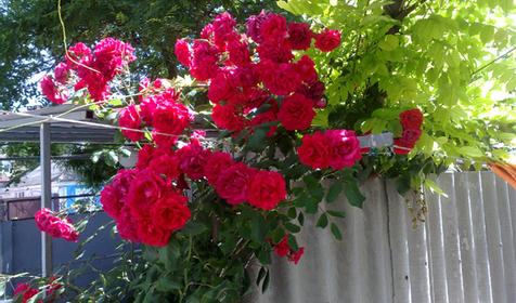 В гостях у Нины Федоровны, г. Анапа