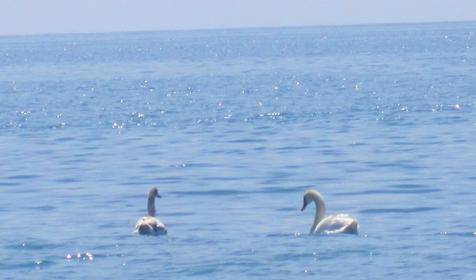 Гостевой дом На Приморской 9, Туапсинский р-н, п. Ольгинка