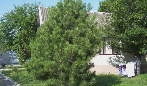 База отдыха Солнечная поляна, Туапсинский район, с. Лермонтово