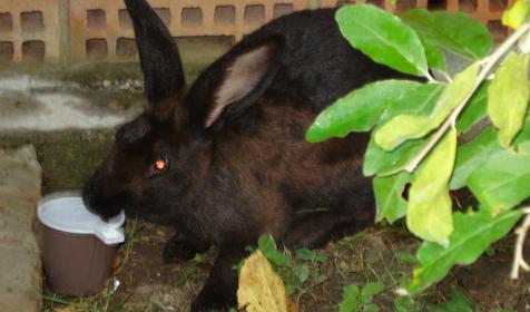 Гостевой дом БЛАГО, Туапсинский район, п. Ольгинка