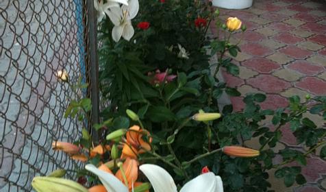 Гостевой дом Иованна, г. Геленджик, с. Дивноморское