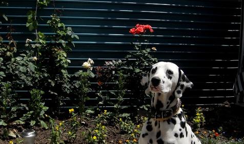 Гостевой дом Тихая гавань, Анапа, п. Витязево