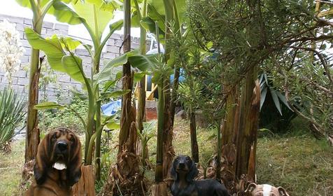 Территория. Гостевой дом У Дольмена, г. Сочи, Лазаревский район, п. Волконка