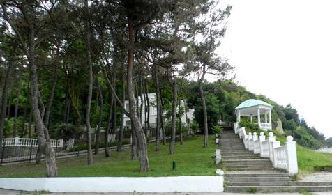 Пицундские сосны, г. Геленджик, х. Джанхот