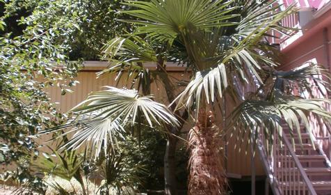 Гостевой дом Ассоль, г. Сочи, п. Лазаревское