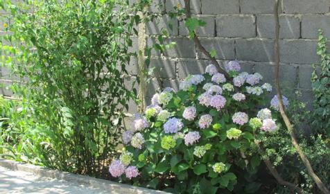 Гостевой дом Аль@Мари, г. Сочи, Лазаревский район, п. Лоо