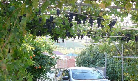 Стоянка для машин. Гостевой дом на Виноградной, г. Геленджик, с. Кабардинка