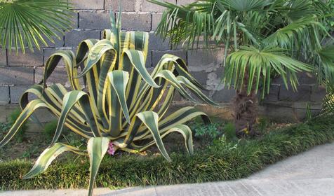 Гостевой дом Надежда, г. Сочи, Лазаревский район, п. Вардане