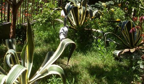 Частная мини-гостиница Адлер-НаИгМа, г. Сочи, Адлерский р-н