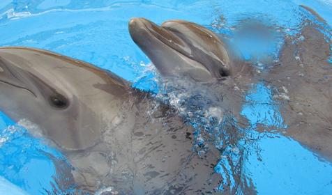 Дельфинарий Немо
