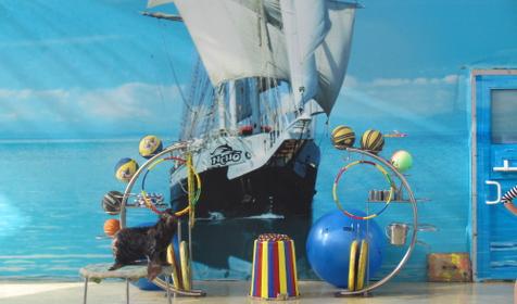 Дельфинарий Немо