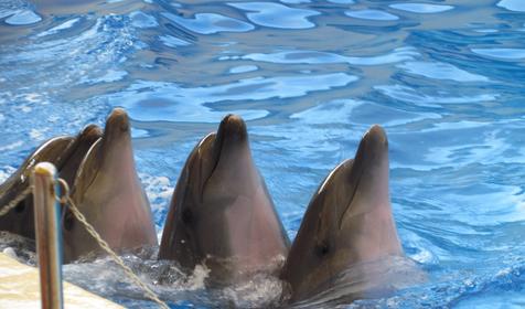 Дельфинарий Немо