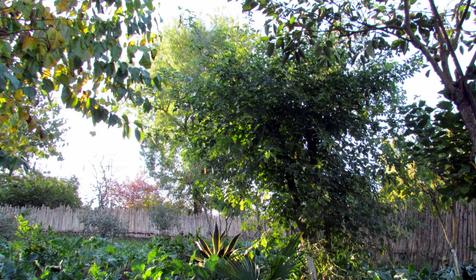 Гостевой дом Арабо, г. Сочи, п. Вардане