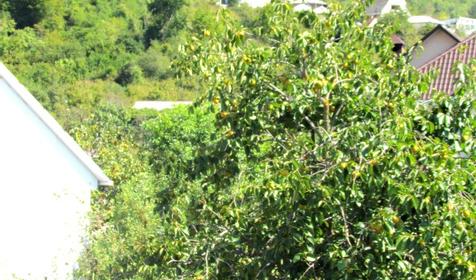 Гостевой дом Авокадо, г. Сочи, п. Вардане