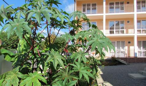 Гостевой дом Авокадо, г. Сочи, п. Вардане