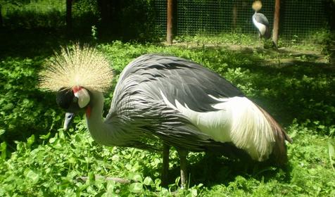 Галерея Сафари-парка, г. Краснодар, парк Солнечный остров
