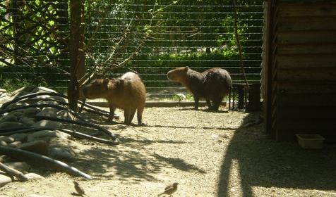 Галерея Сафари-парка, г. Краснодар, парк Солнечный остров