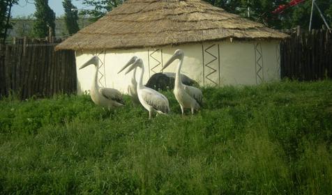 Галерея Сафари-парка, г. Краснодар, парк Солнечный остров