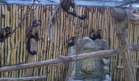 Галерея Сафари-парка, г. Краснодар, парк Солнечный остров