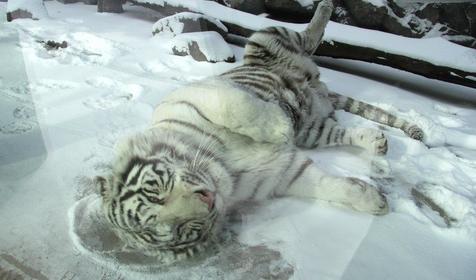 Галерея зимнего Сафари-парка, г. Краснодар, парк Солнечный остров