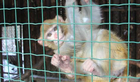 Галерея зимнего Сафари-парка, г. Краснодар, парк Солнечный остров