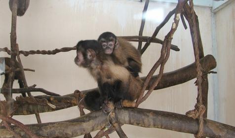 Галерея зимнего Сафари-парка, г. Краснодар, парк Солнечный остров